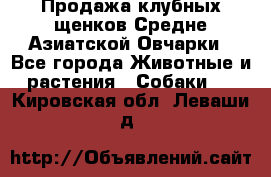 Продажа клубных щенков Средне Азиатской Овчарки - Все города Животные и растения » Собаки   . Кировская обл.,Леваши д.